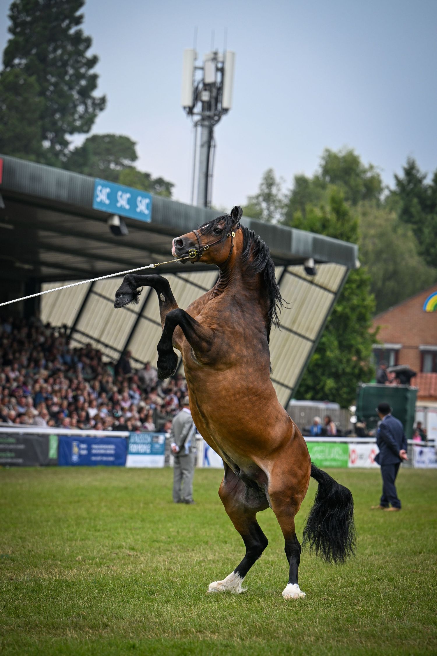 Royal Welsh Photographer