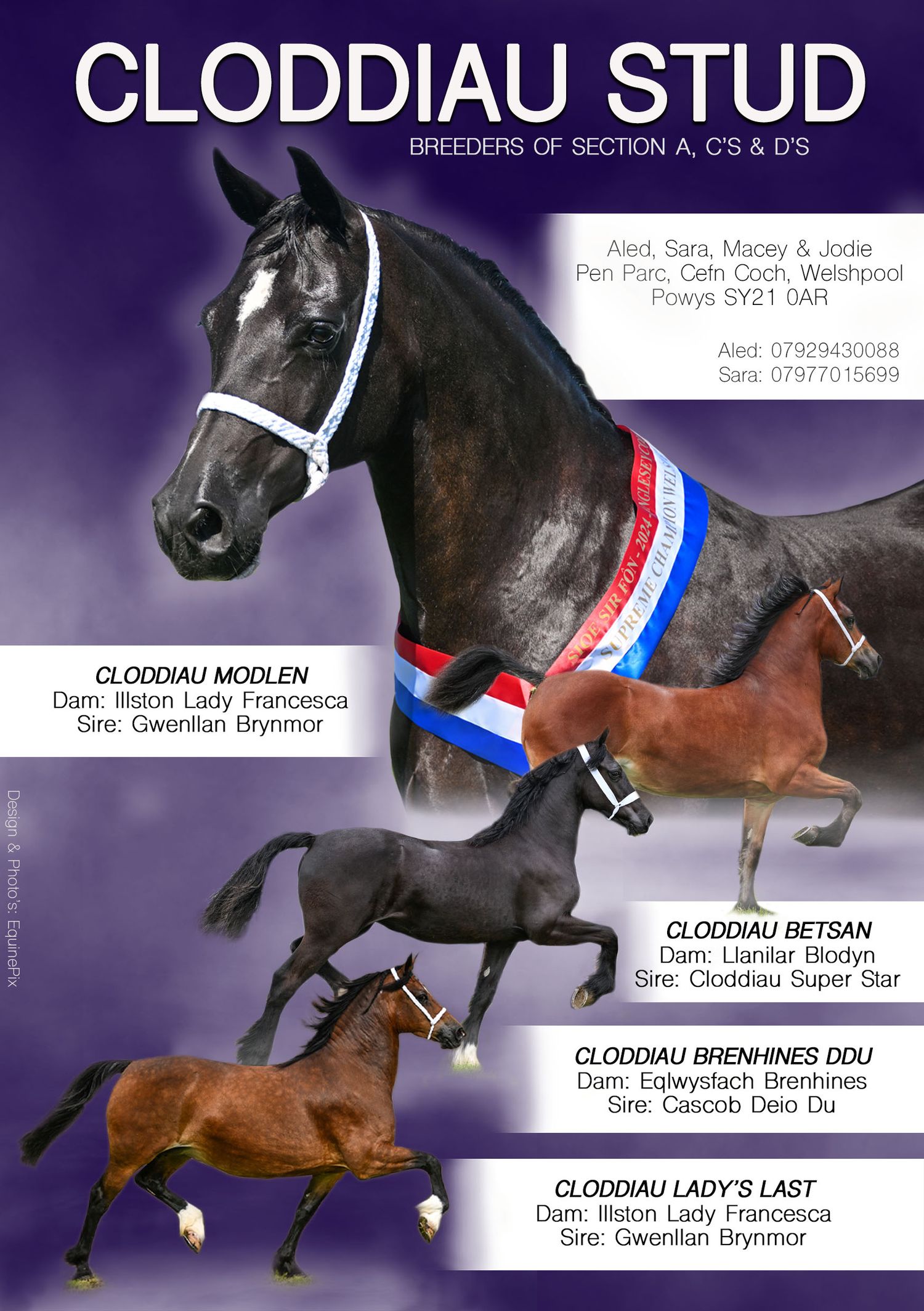 Welsh pony and cob Journal Adverts by EquinePix Photography