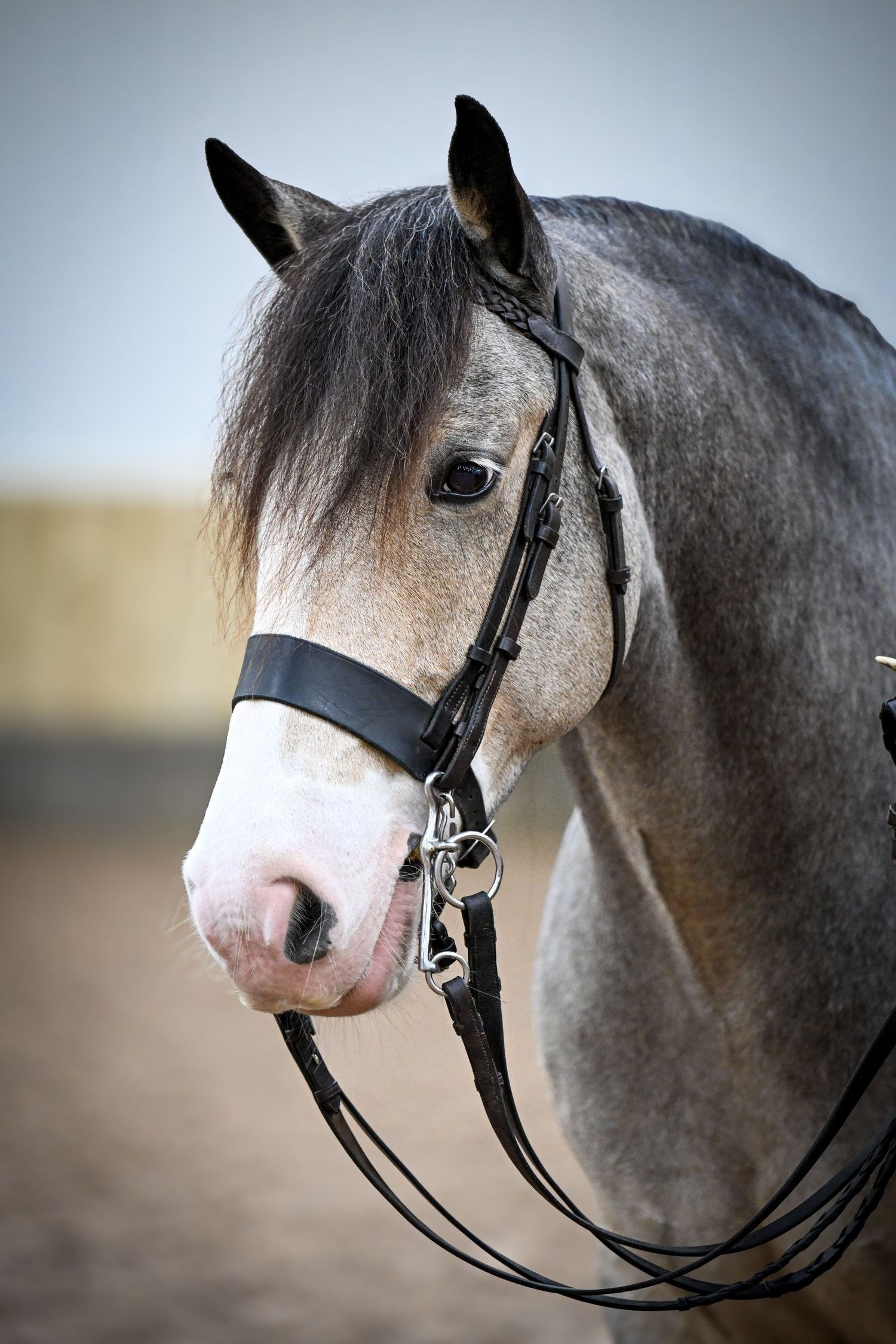 EquinePix Photography Equestrian Photographer Based in Herefordshire events covered throughout Wales and England