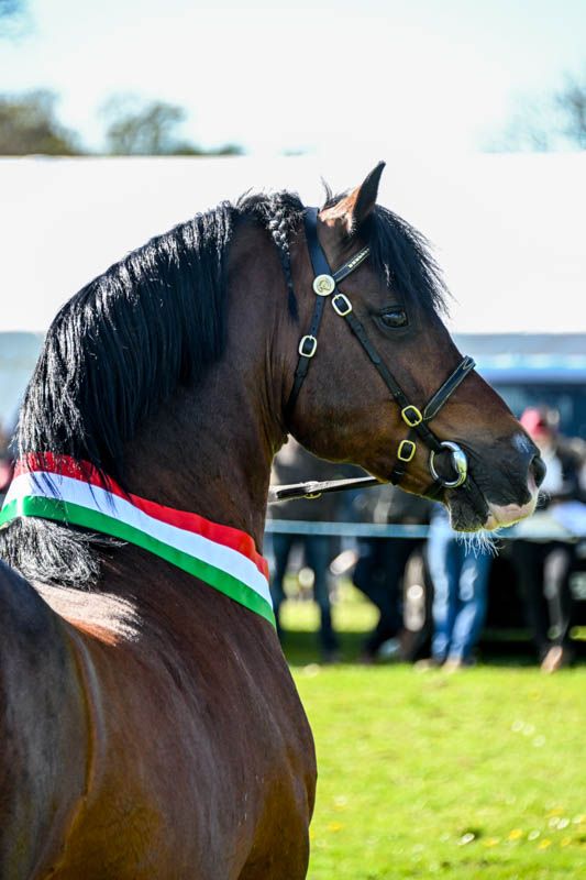 Lampeter Stallion Show Photographer, Welsh pony and cob photographer, Welsh Stallions