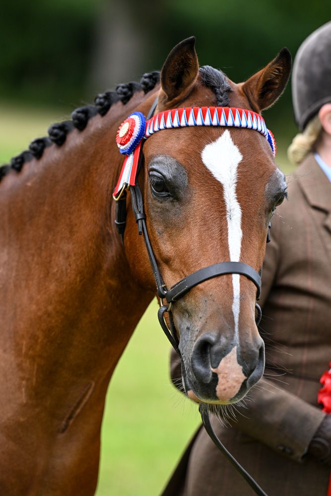 Horse Show Photographer Wales