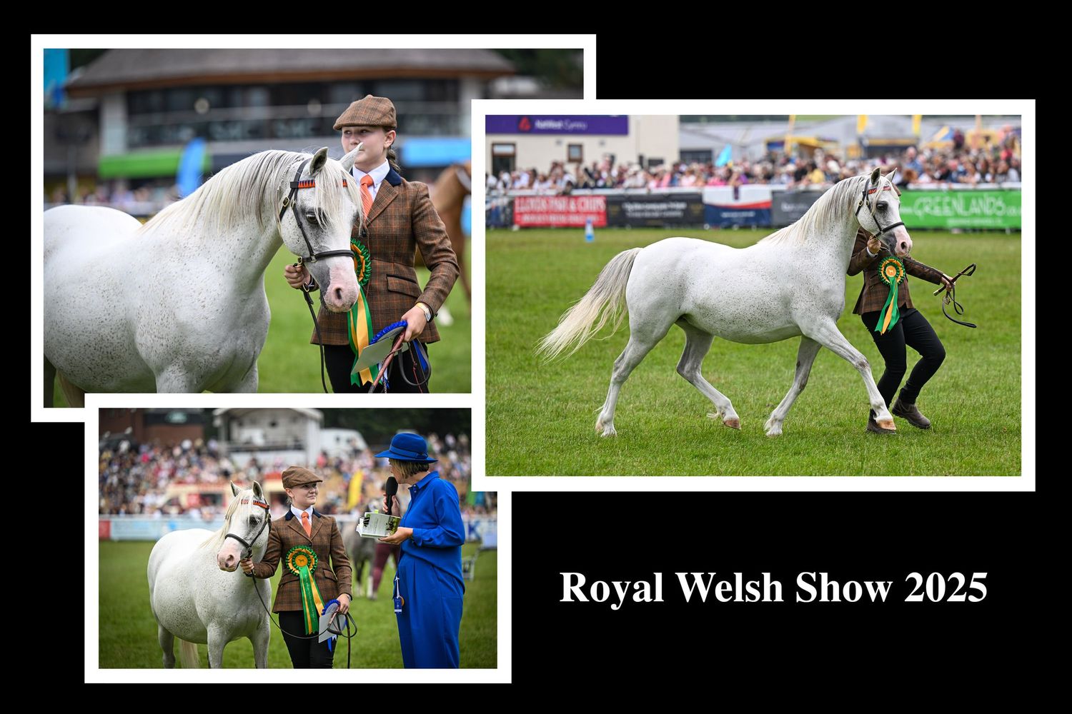 EquinePix Photography Montage