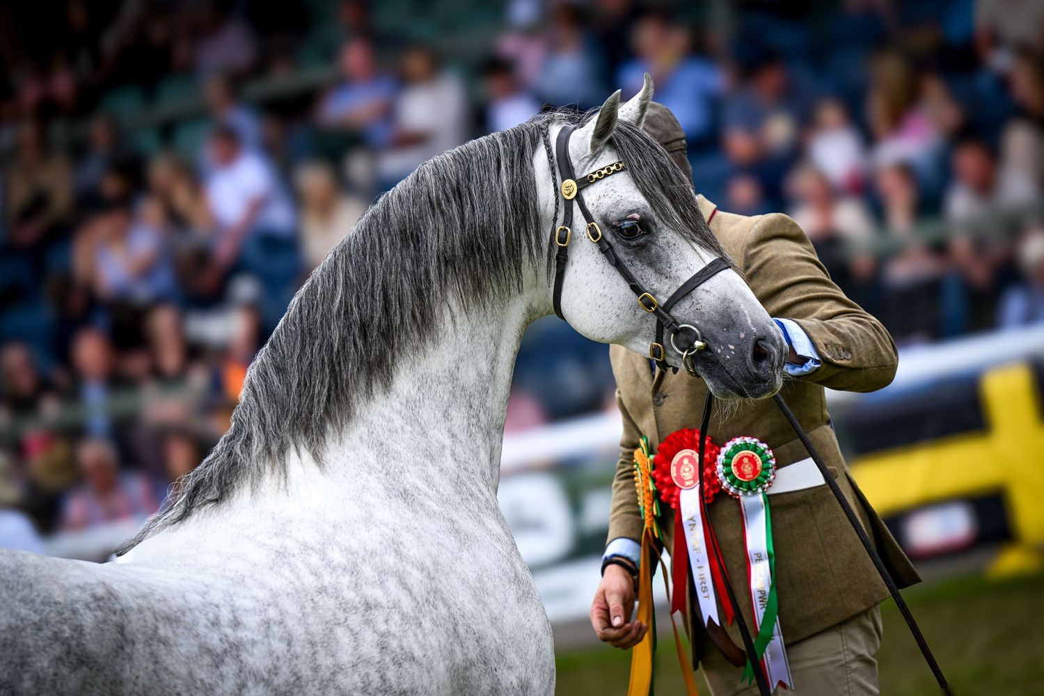 Royal Welsh Photographer