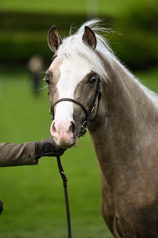 Clwyd Welsh pony and cob shows photographers