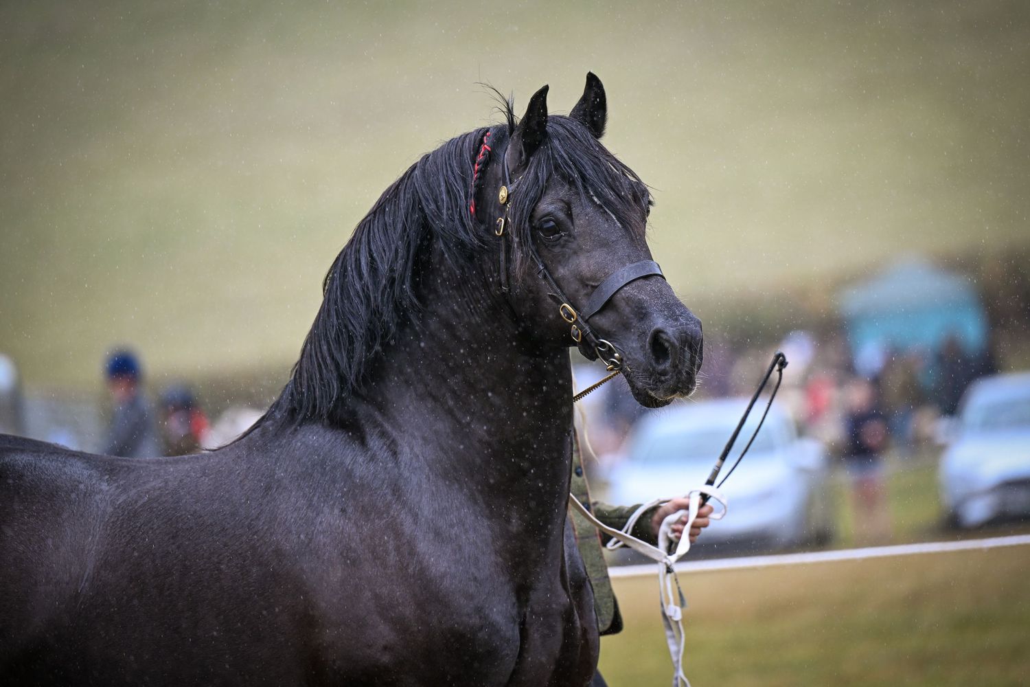 EquinePix Photography