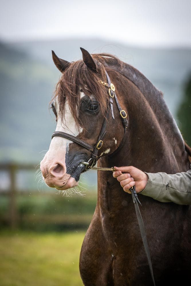 EquinePix Photography
