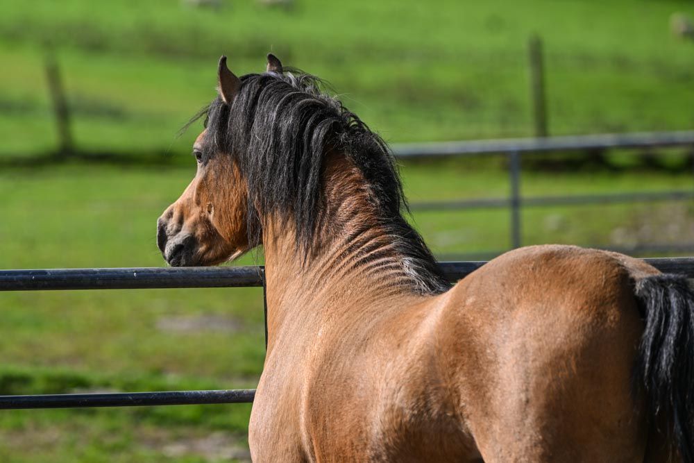 EquinePix Photography
