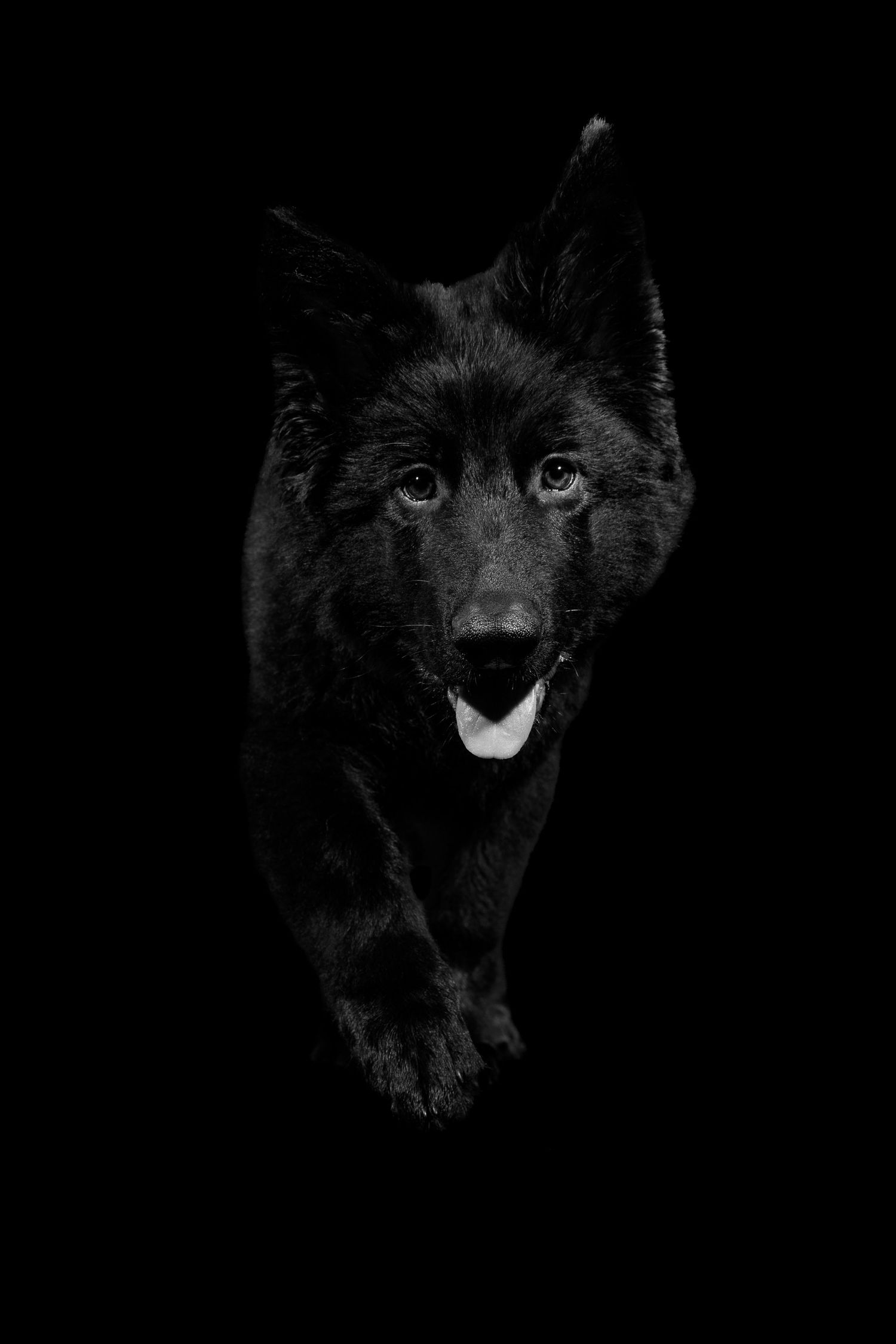 Black German shepherd stalk walking towards the camera