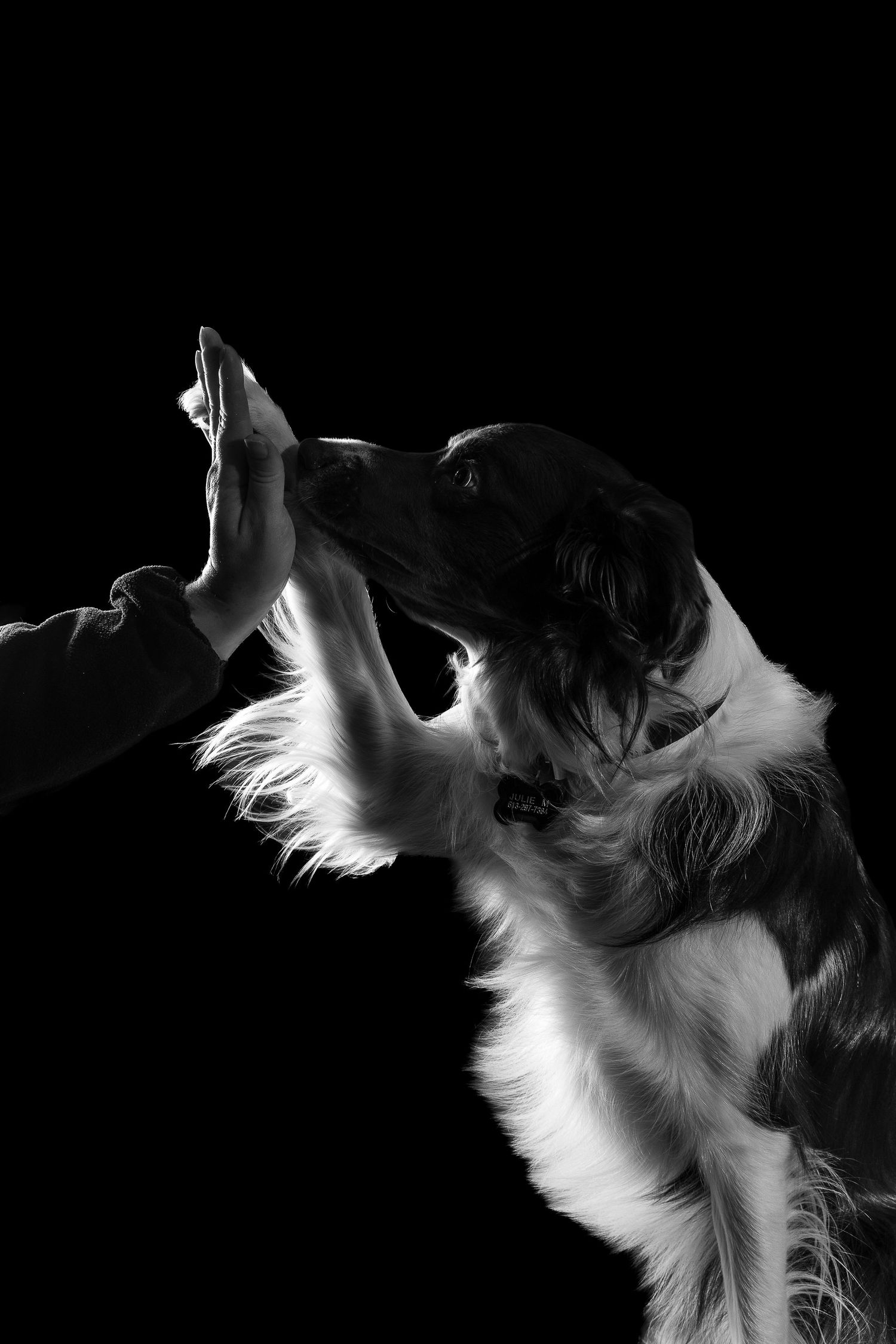 Border collie giving it's owner a high five