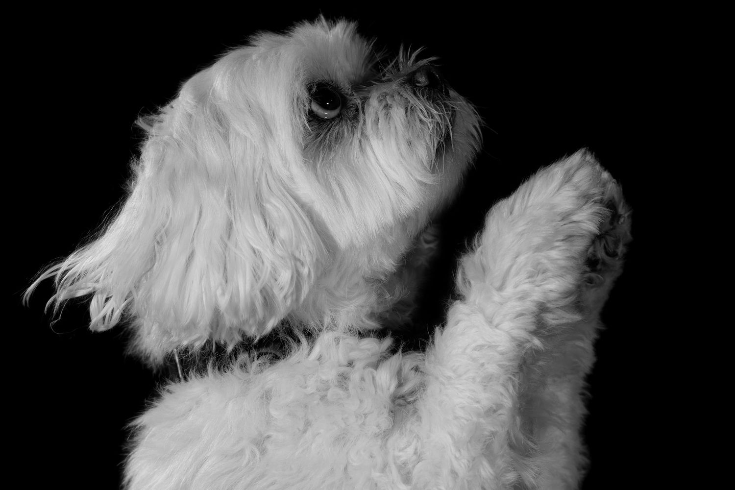 Small white dog with paws up like it's asking for treats
