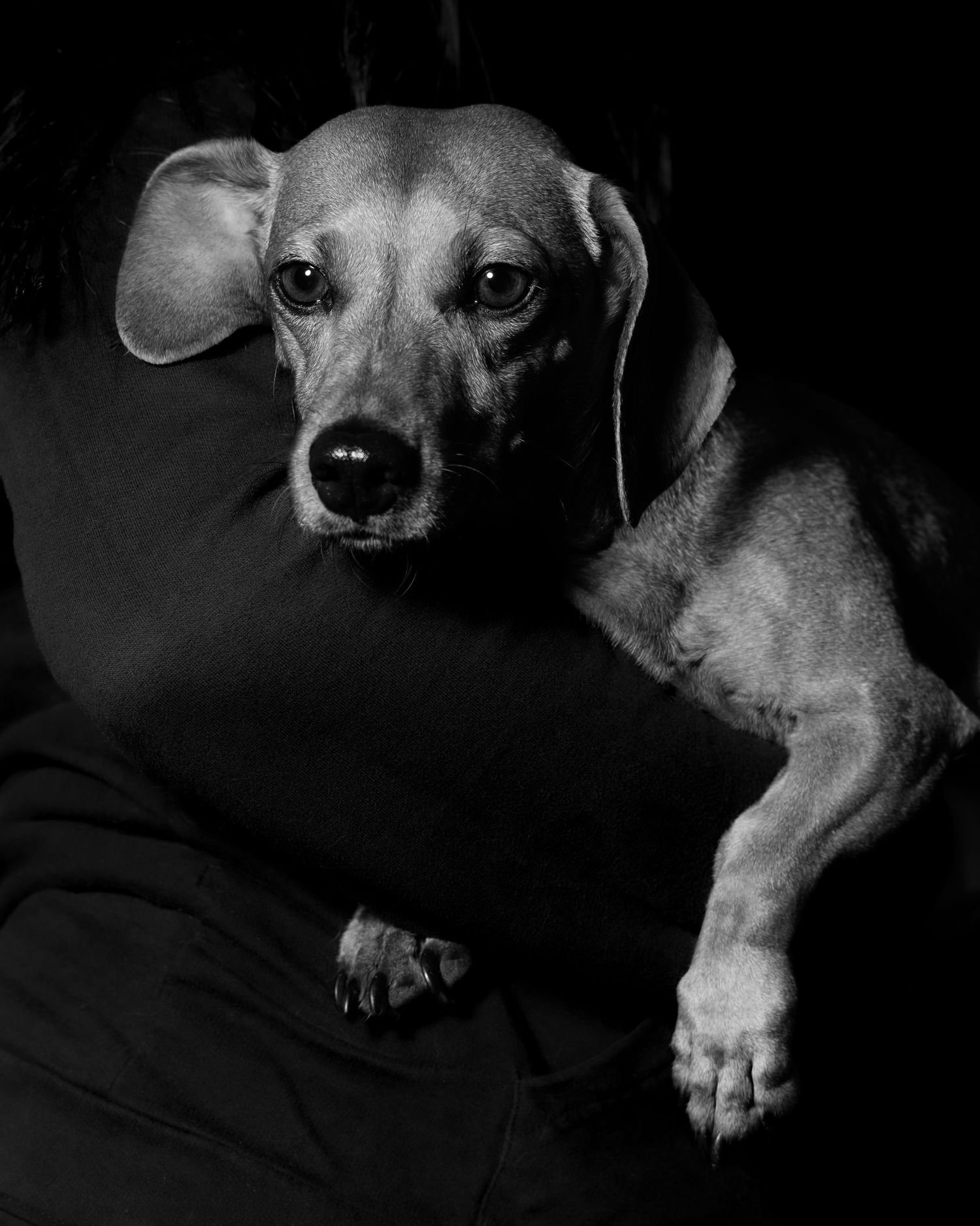 Weiner dog being held in it's owners arms.
