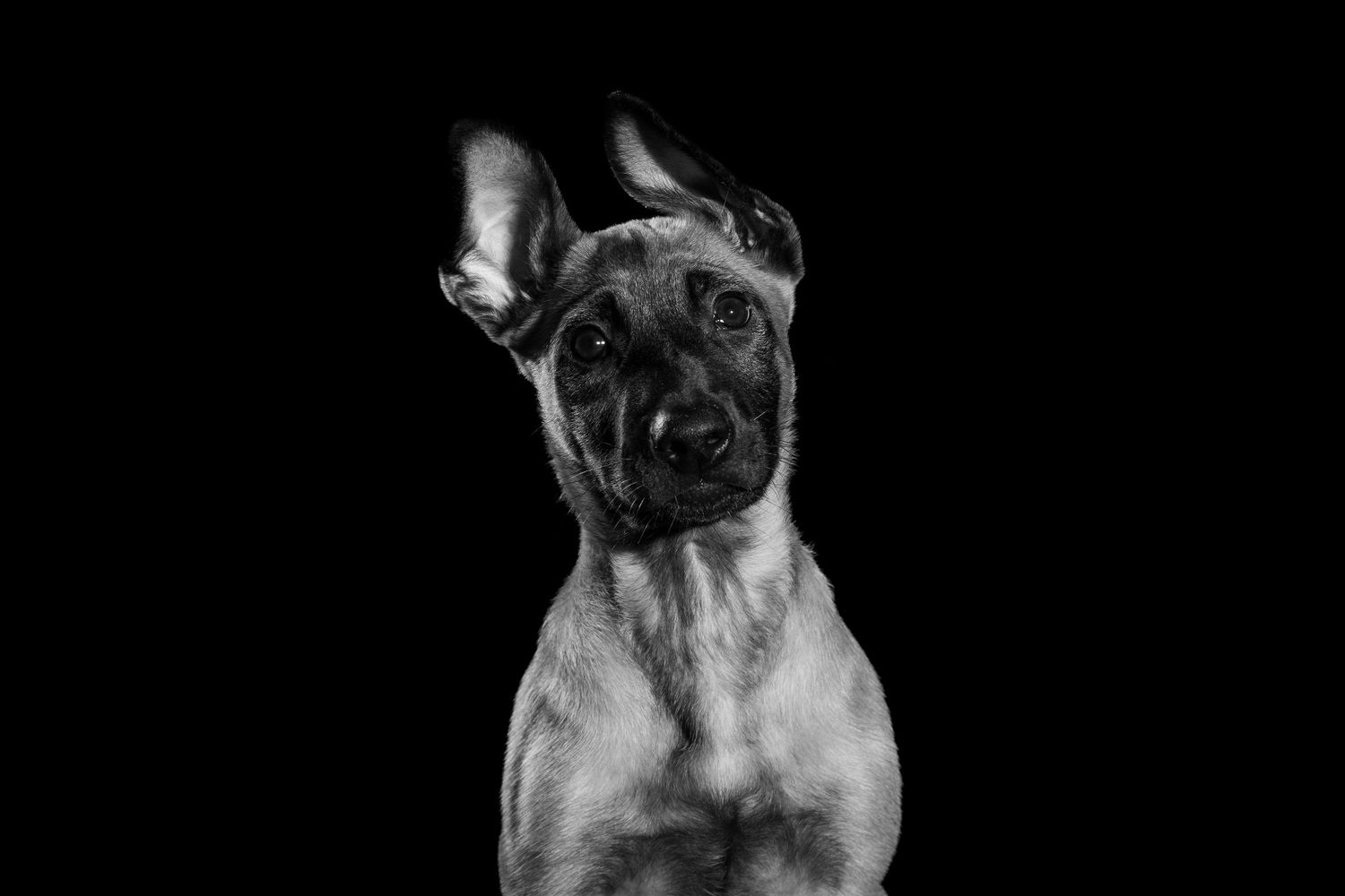 Puppy Manlious with it's ears crooked