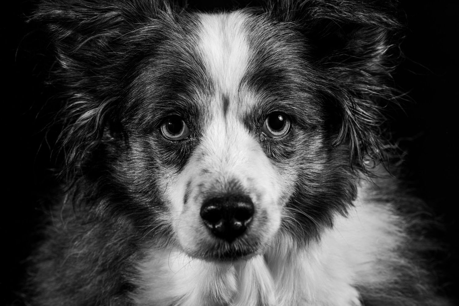 close up of an austrailian shepherd