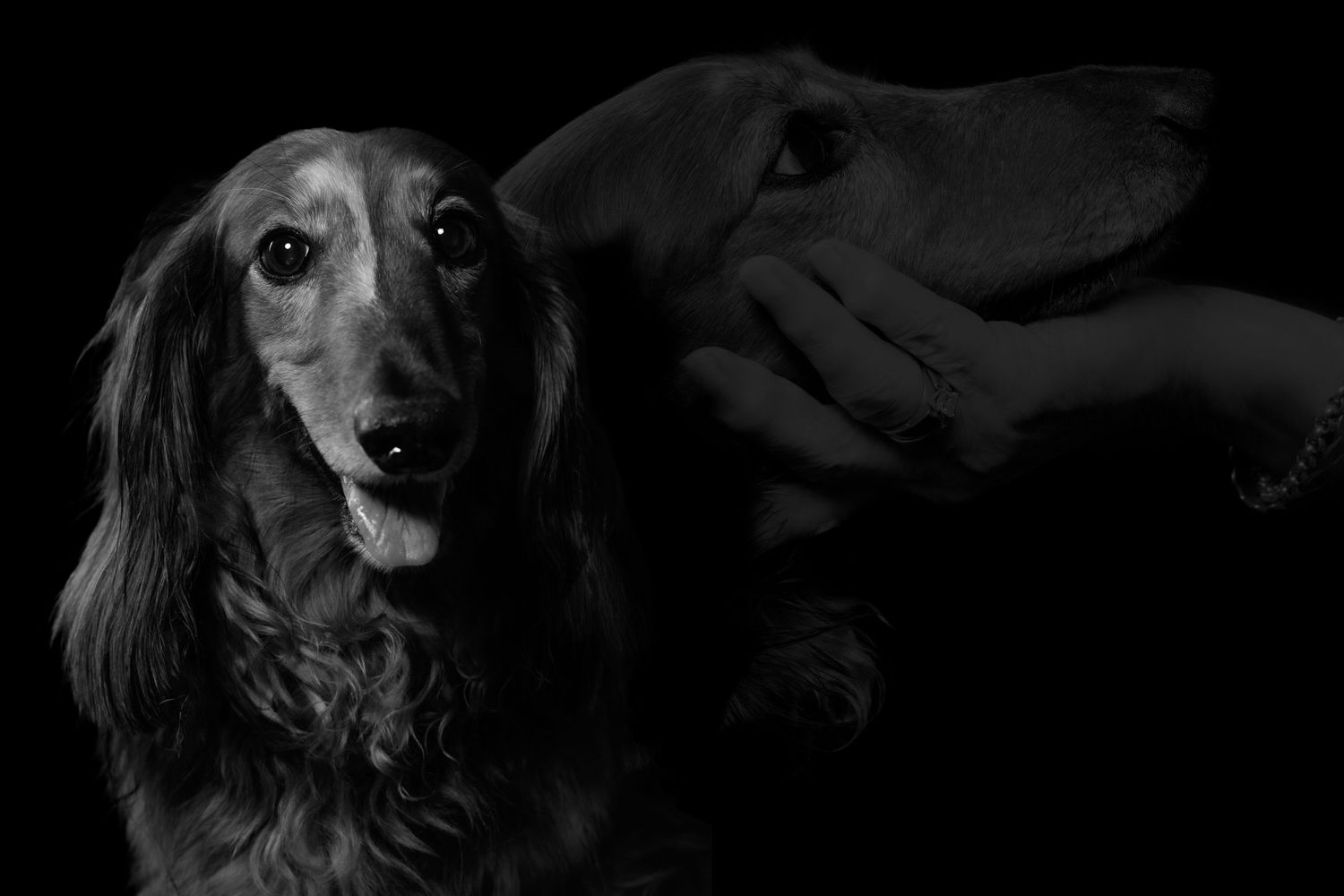 Wiener dog portrait with a faint background picture of a dog with it's head in owners hand