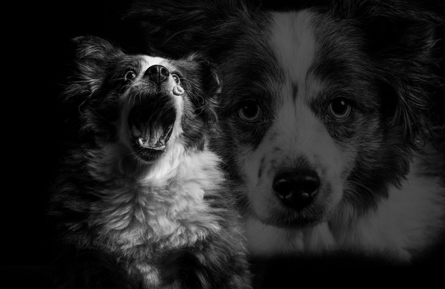 an Australian shepherd catching a treat with a faint close of of the dogs head in the background