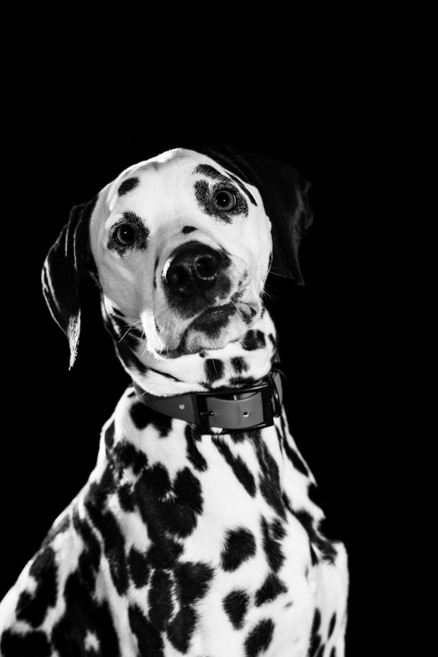 portrait of a Dalmatian