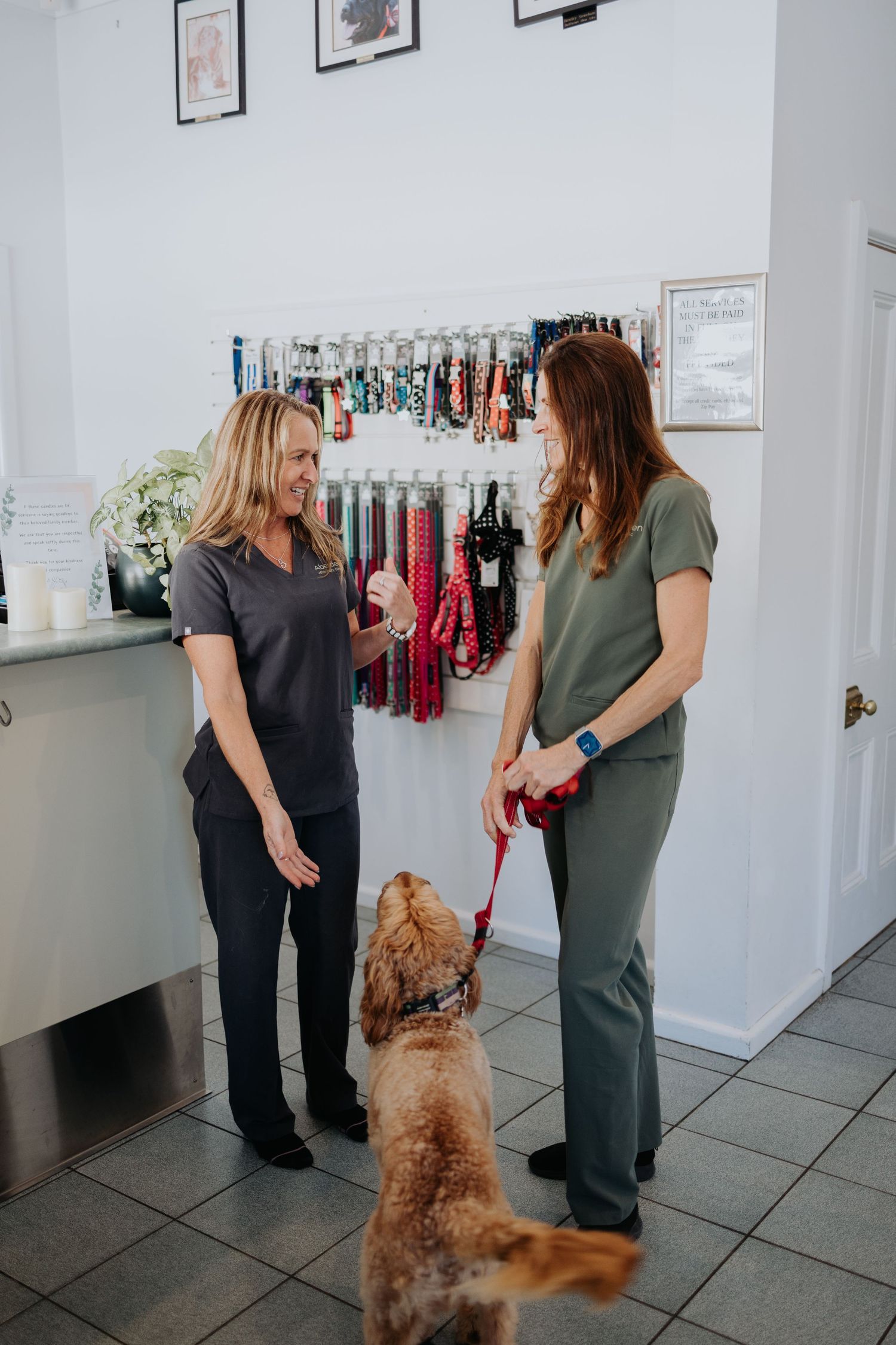 Two veterinary staff members in scrubs interact with a fluffy brown dog on a red leash inside a pet clinic.