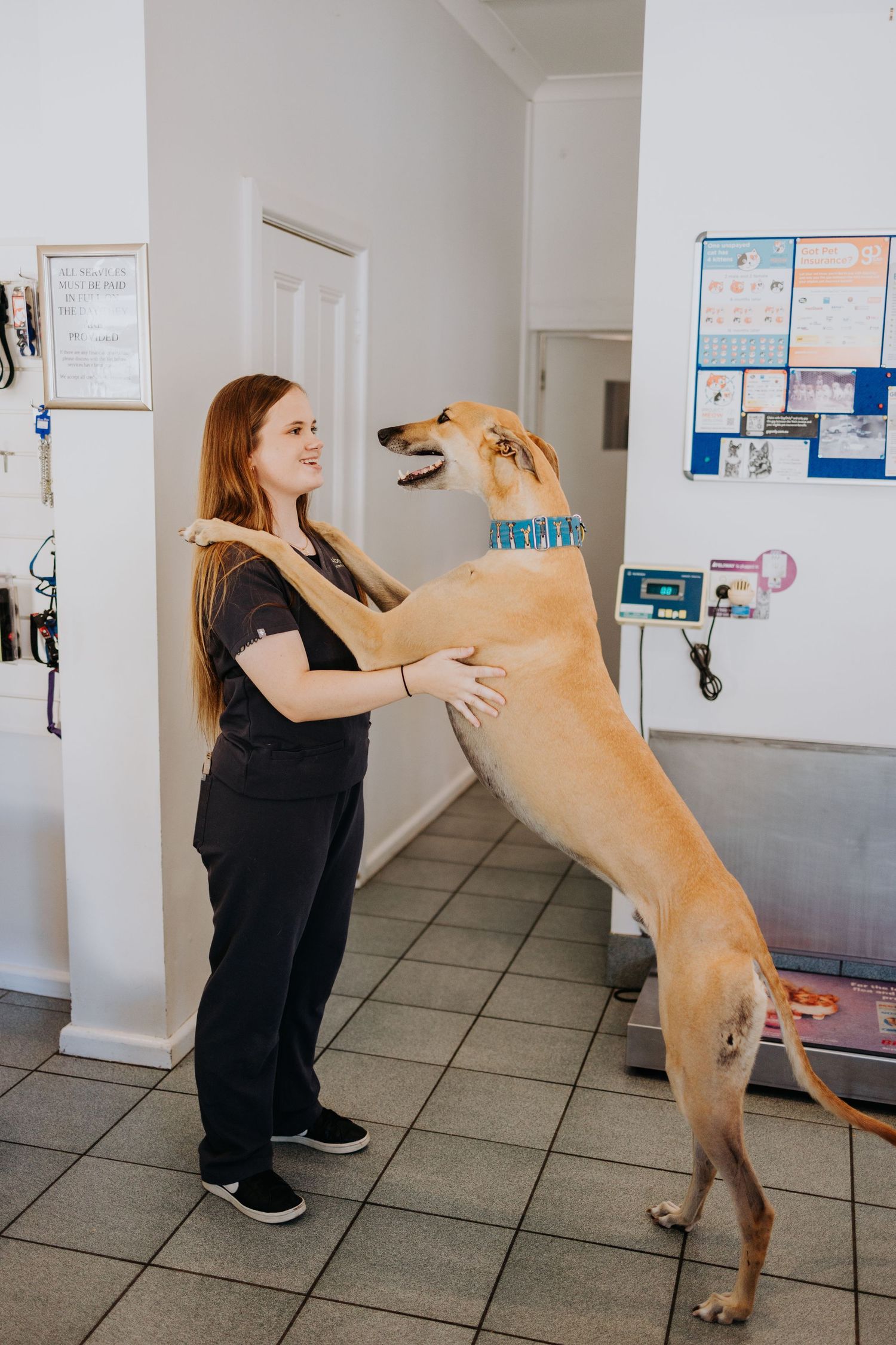 A veterinary nurse in black scrubs playfully interacts with a large tan dog standing on its hind legs in a clinic.