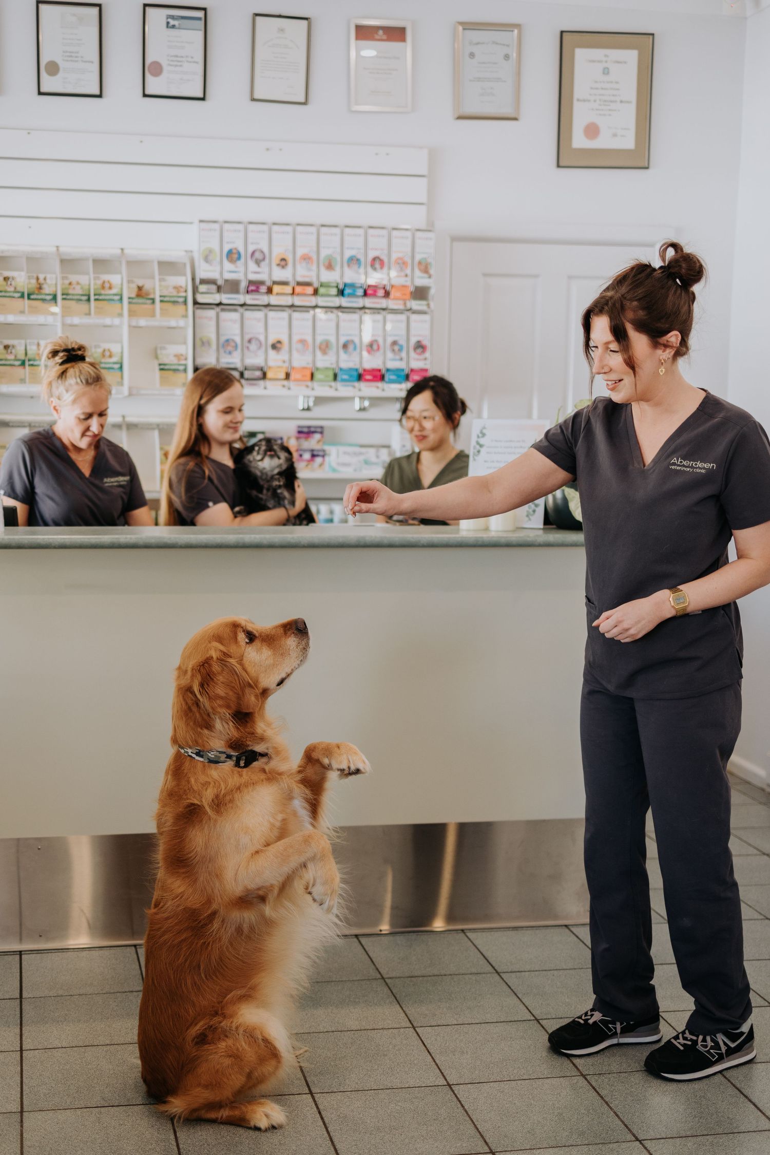 Geelong business photography - golden dog sitting up at a vet clinic reception desk as a staff member offers a treat.