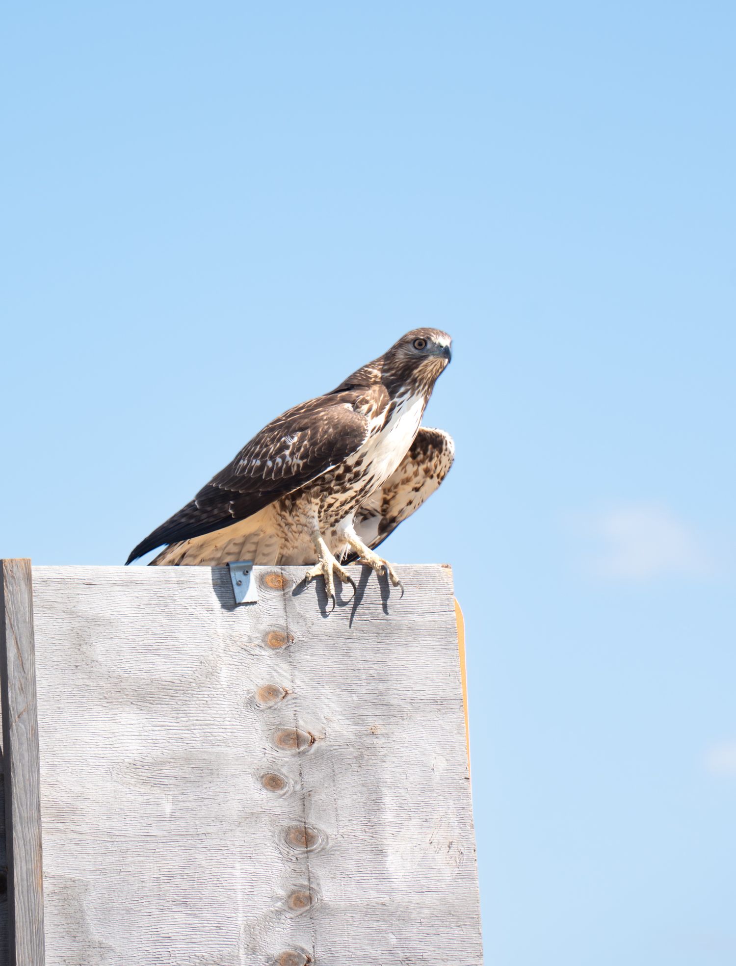 hawk