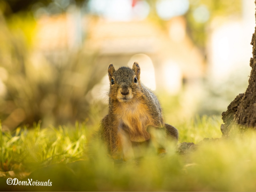 Squirrel Stare