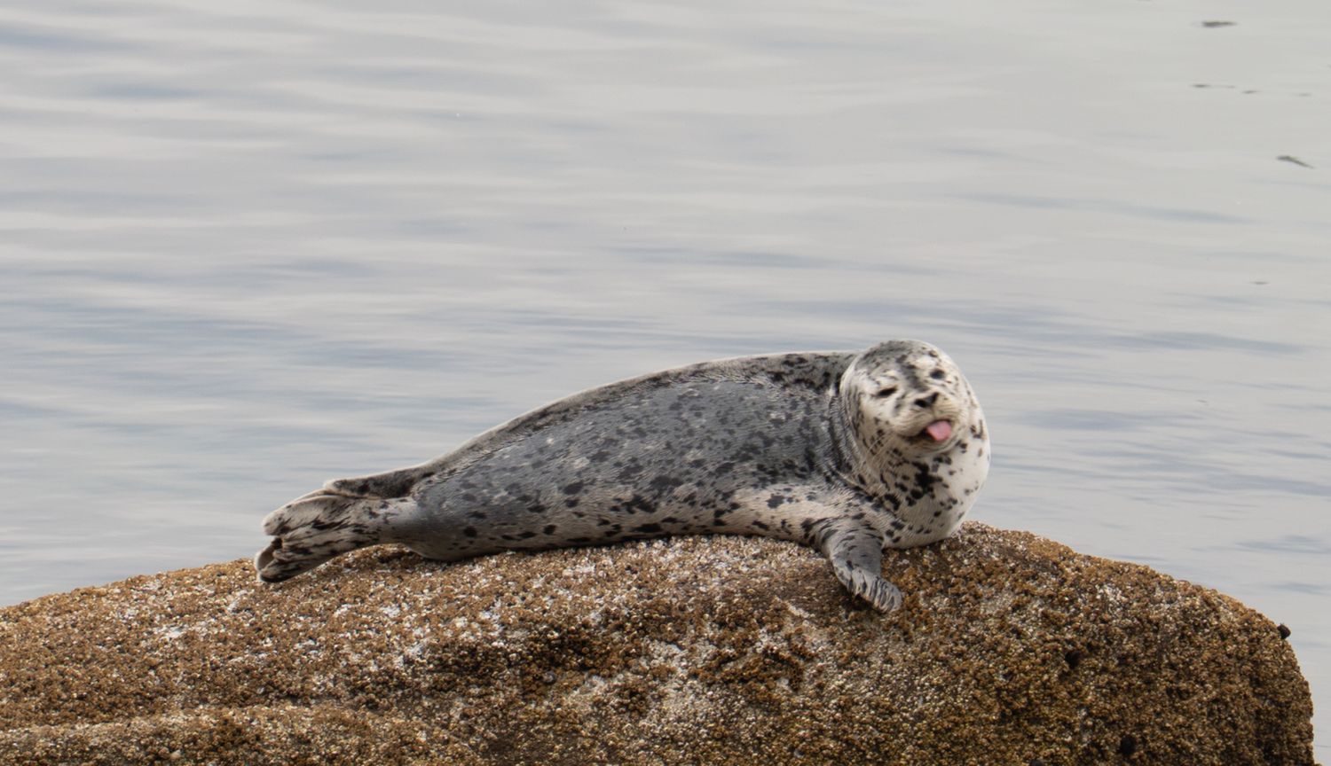 Seal with tongue out