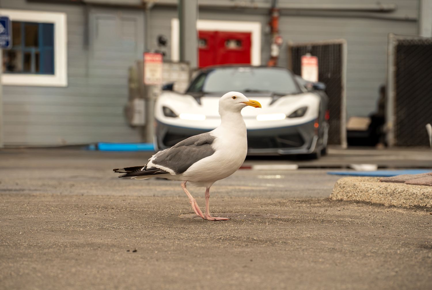 Seagull in front of a car