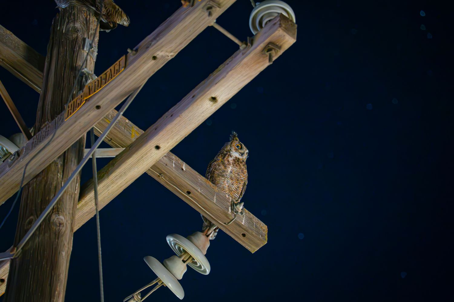 Owl on a pole