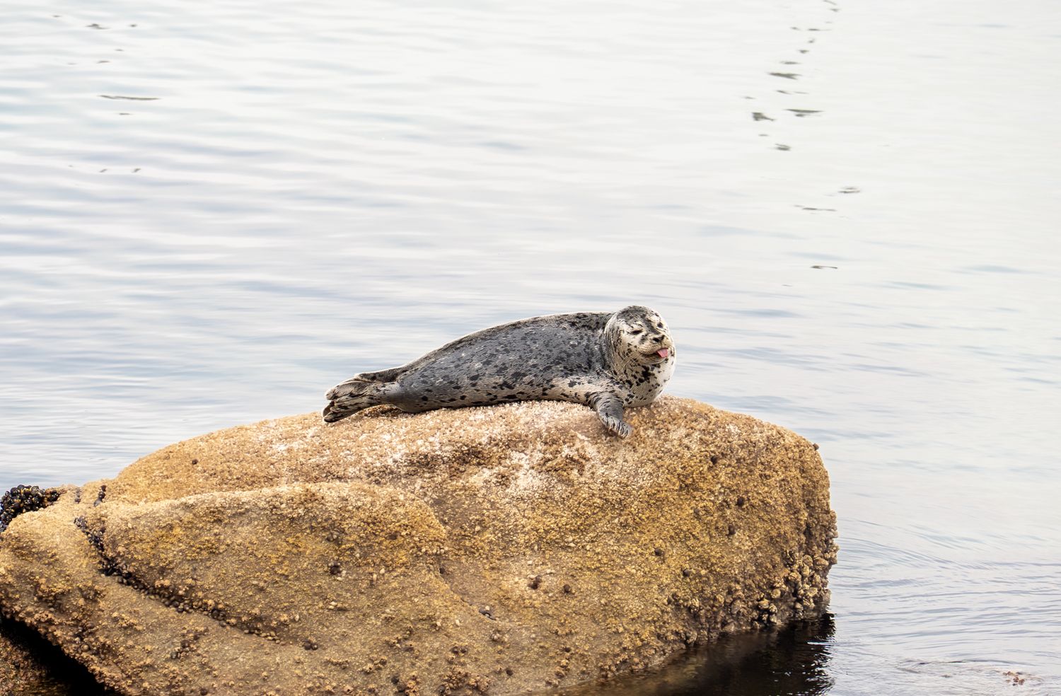 Seal on a rock\