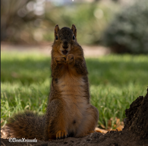 Smiling squirrel