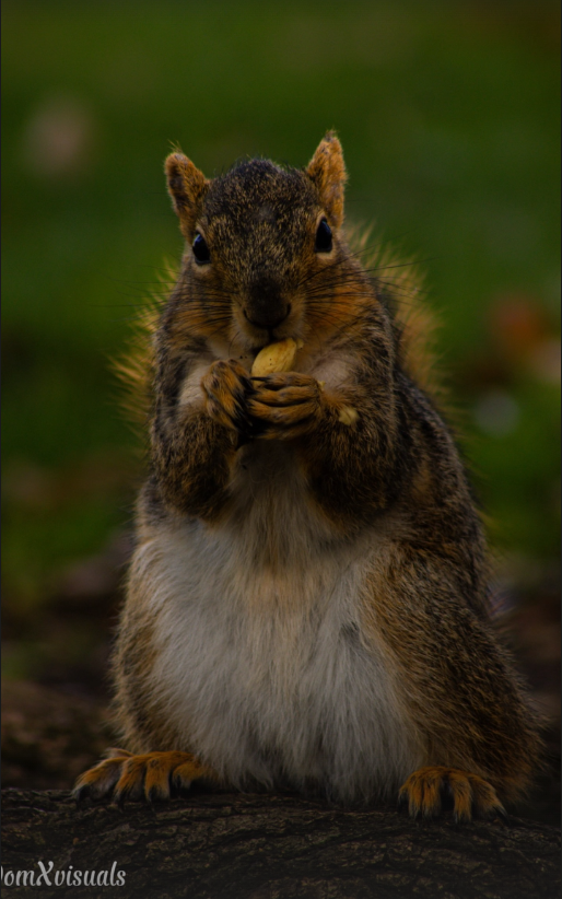 Squirrel Eating