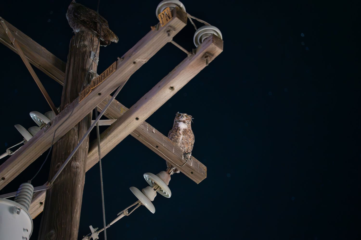 Owl on a pole