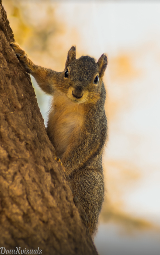 Tree Squirrel