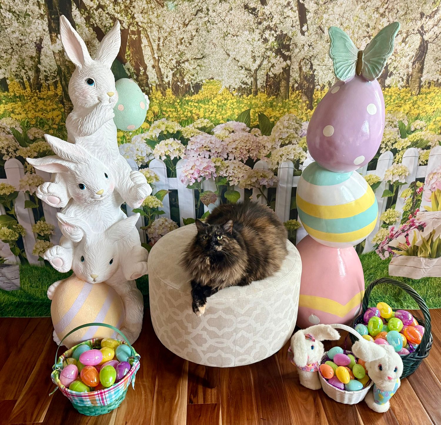 Furry friend or pet photography