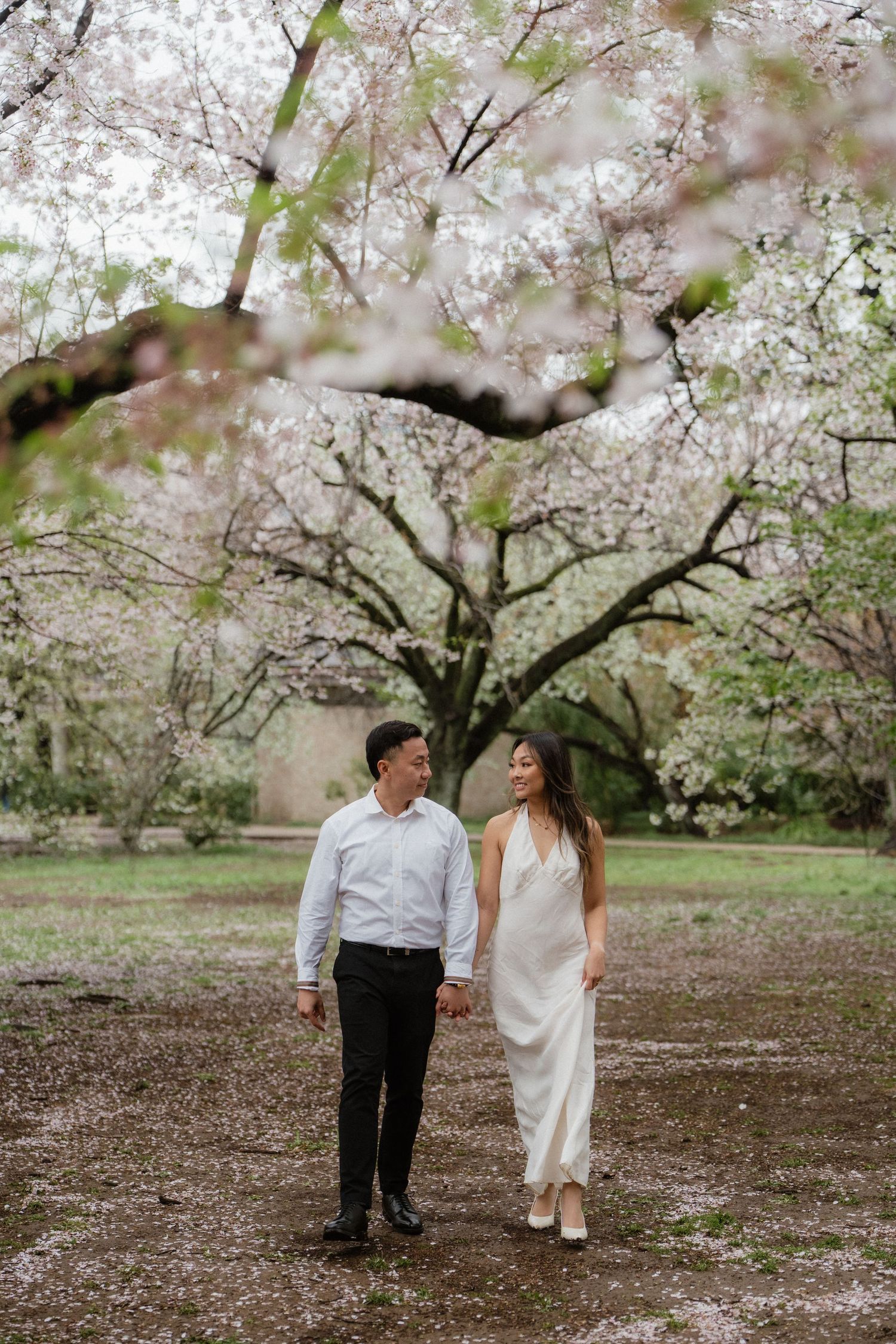 Couple holding hands walking under blooming cherry blossom trees in spring, woman in white dress, man in white shirt.