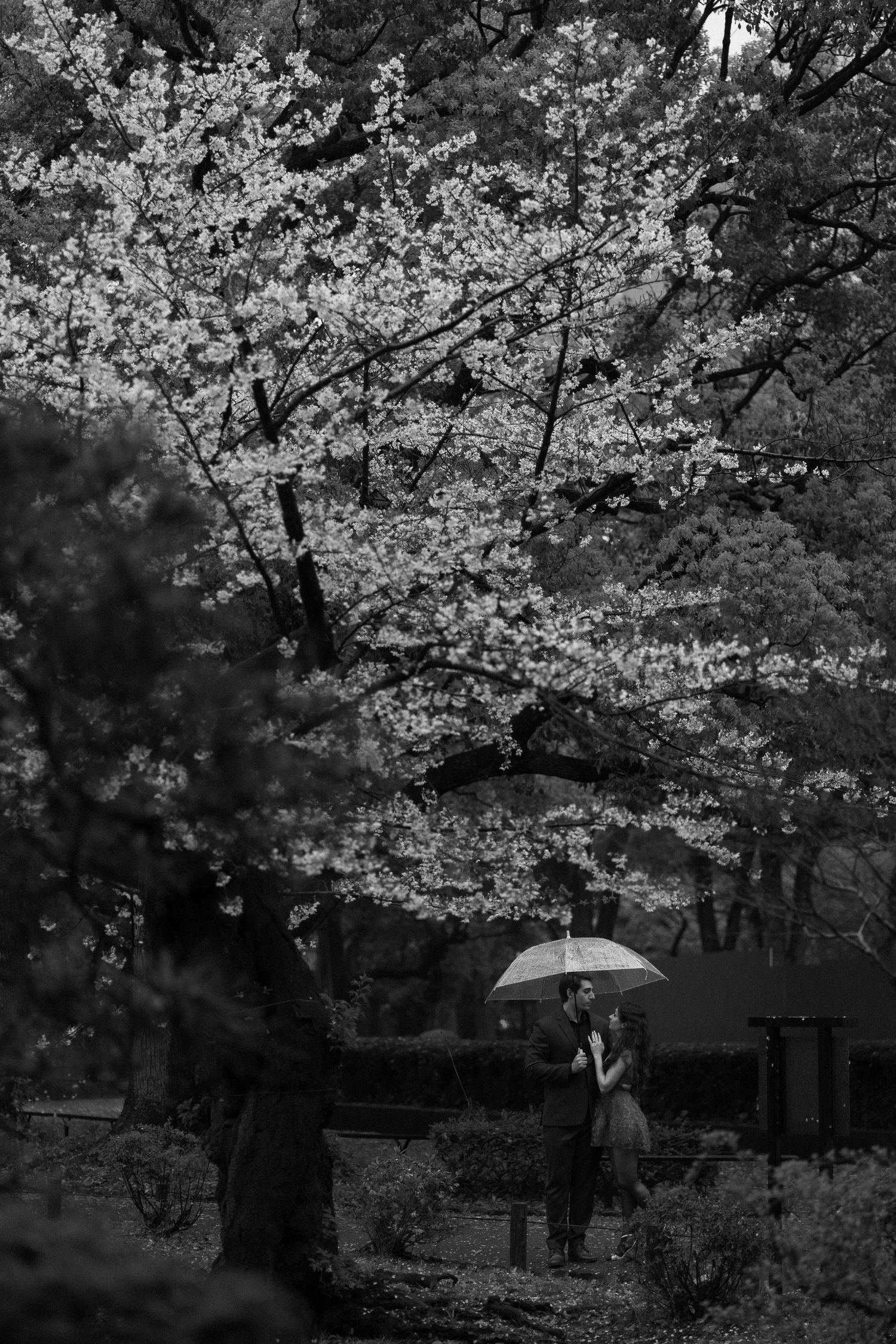 Black and white photo of a couple sharing an umbrella under a blooming cherry blossom tree in a serene garden.