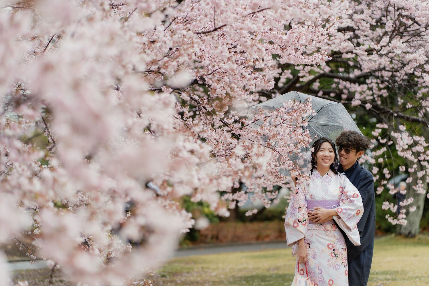 Couple in traditional kimono sharing umbrella under blooming cherry blossom trees in Japan.