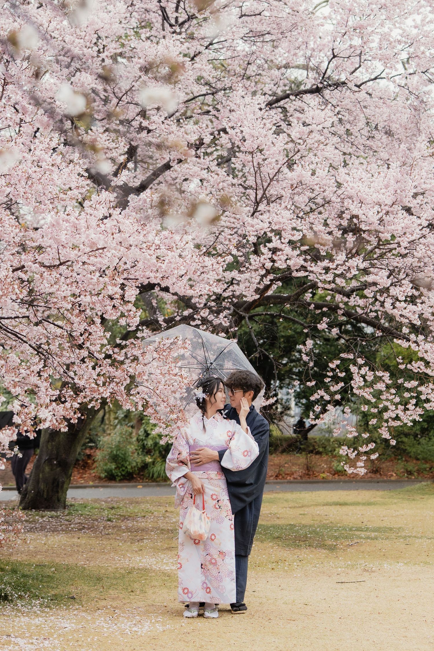 Couple in traditional Japanese kimono sharing a kiss under cherry blossom trees while holding a clear umbrella.