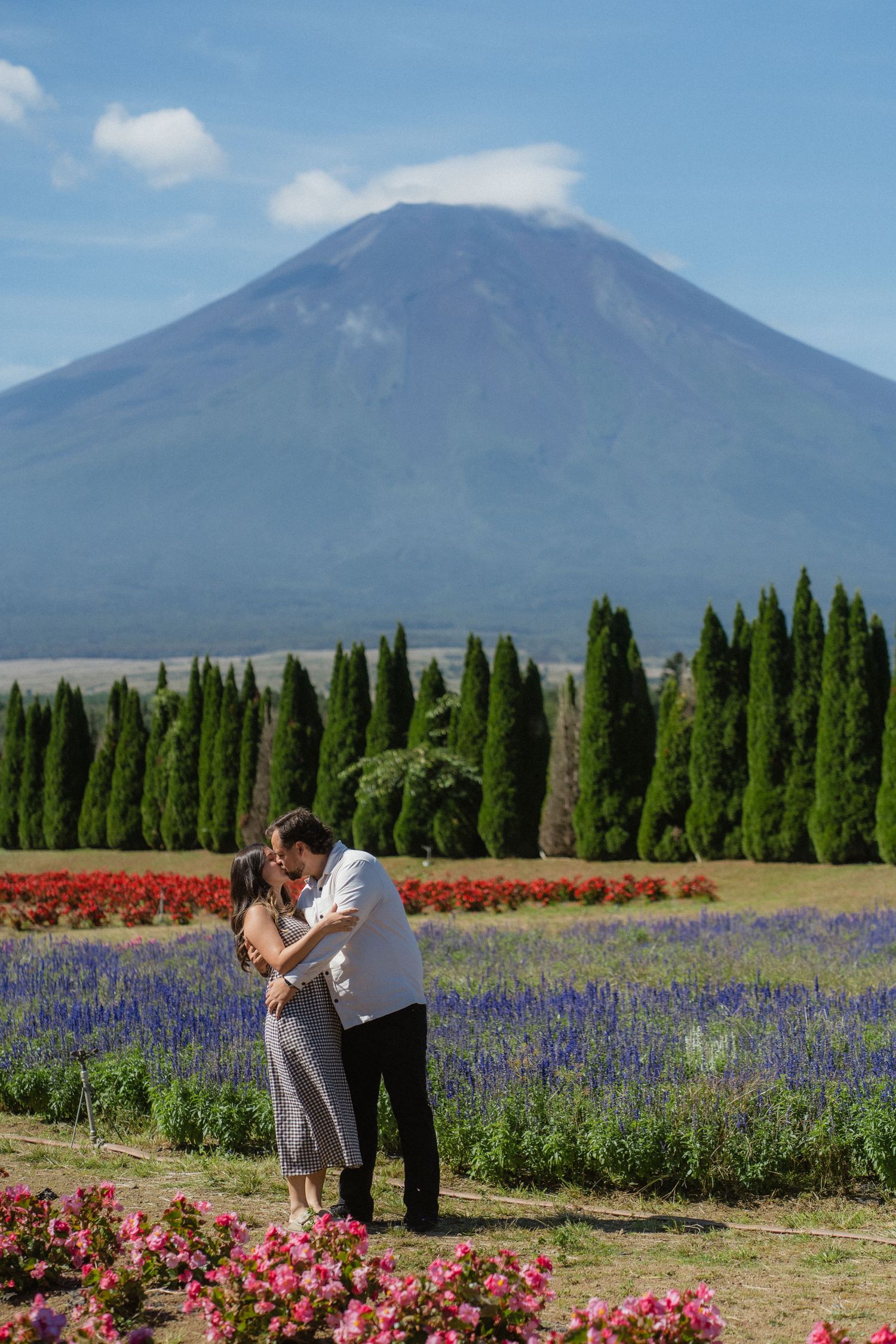 Couple kissing in colorful flower fields with Mount Fuji and cypress trees in the background on a sunny day.