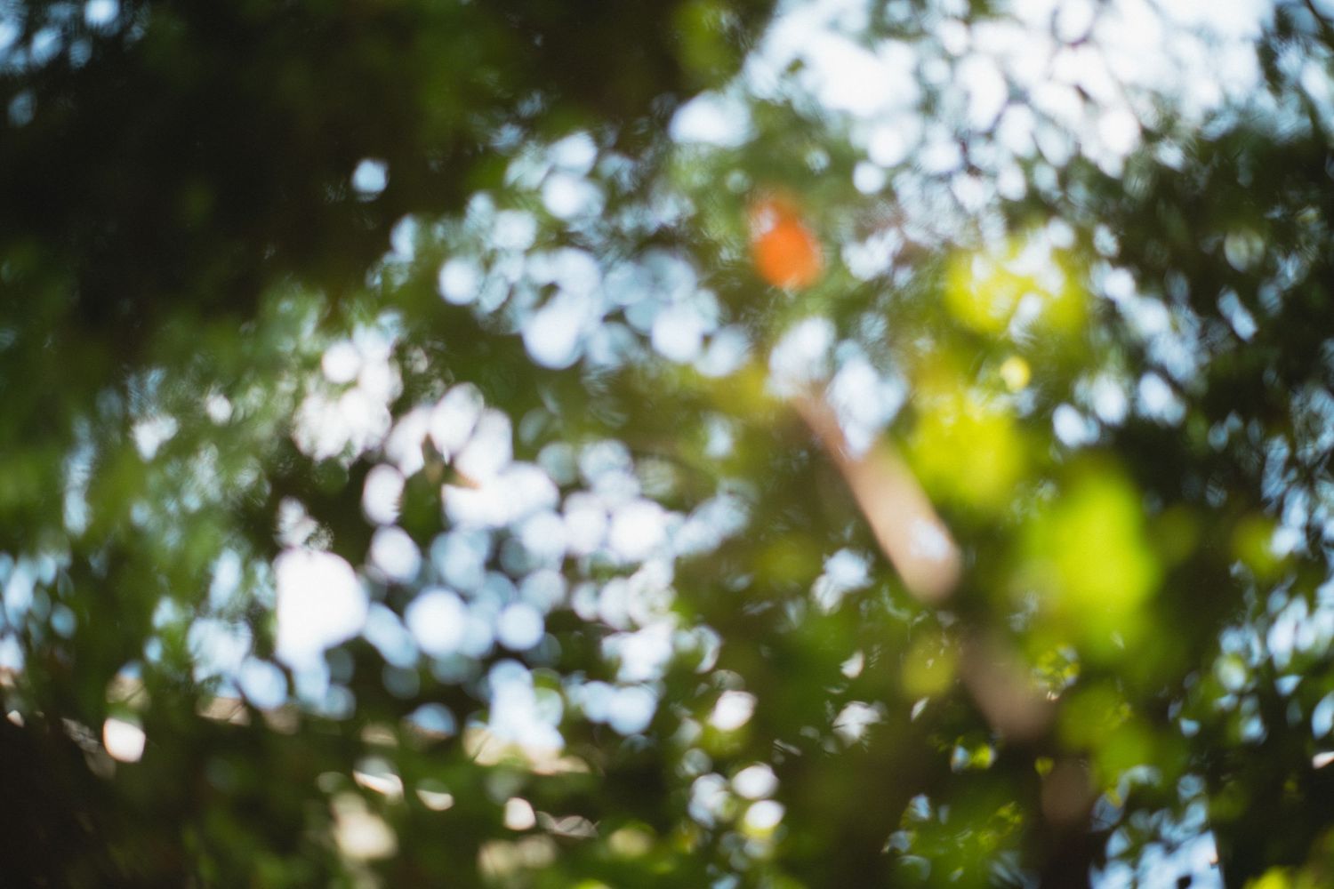 Blurred bokeh background of lush green tree canopy with sunlight filtering through leaves on a bright day.