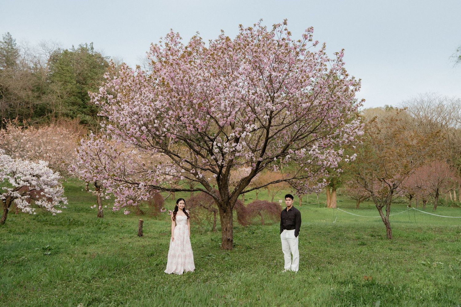 Couple standing beneath a blooming pink cherry blossom tree in a lush green orchard during spring.