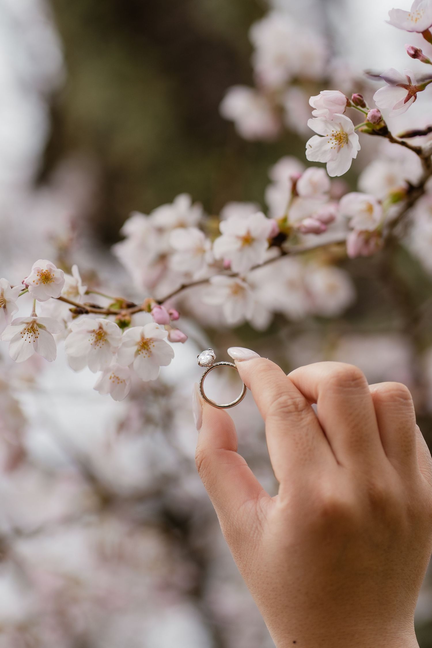 Hand holding a diamond engagement ring near blooming cherry blossom branches in spring.