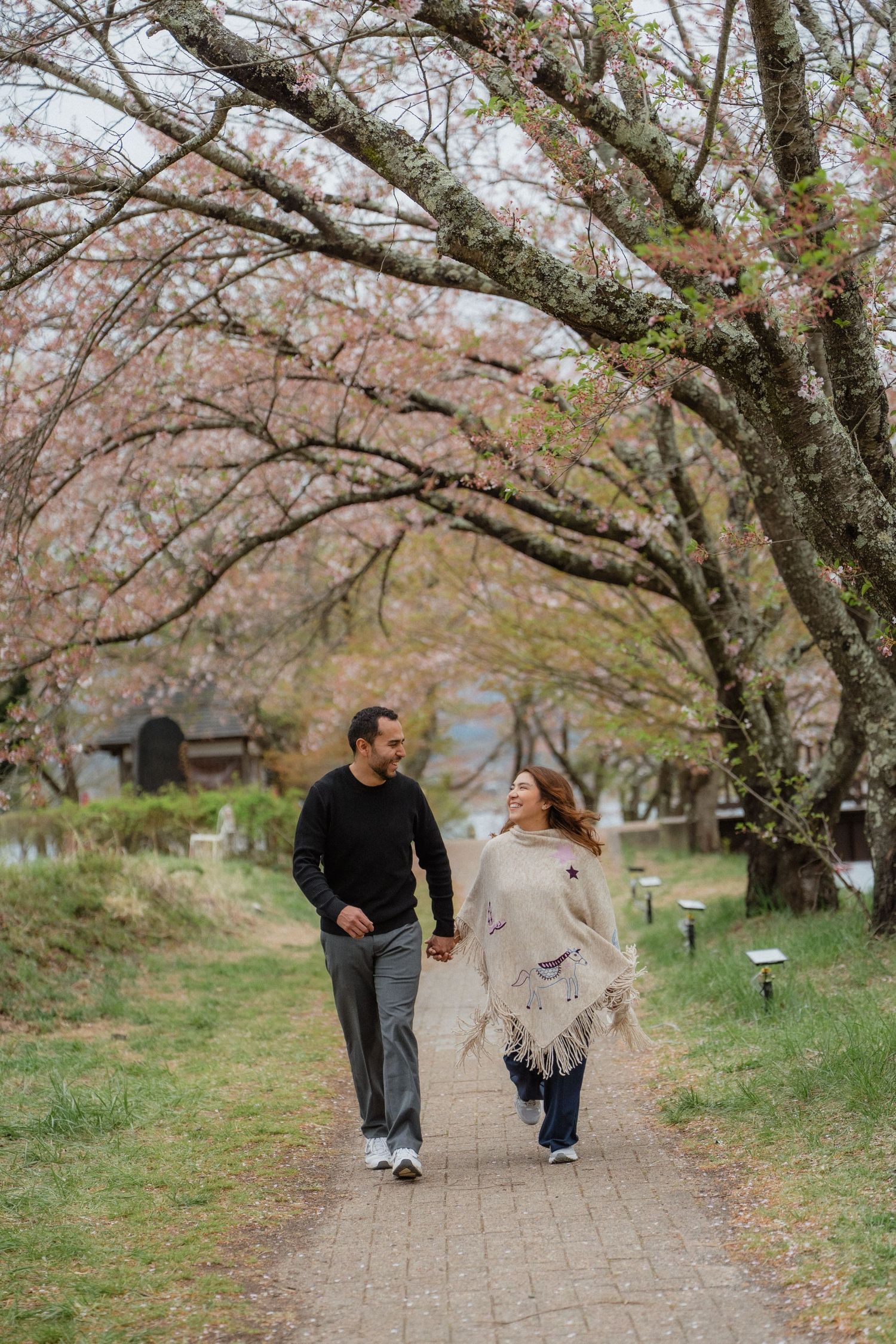 Couple holding hands walking along a cherry blossom tree path in spring, woman in fringe poncho and man in black sweater.
