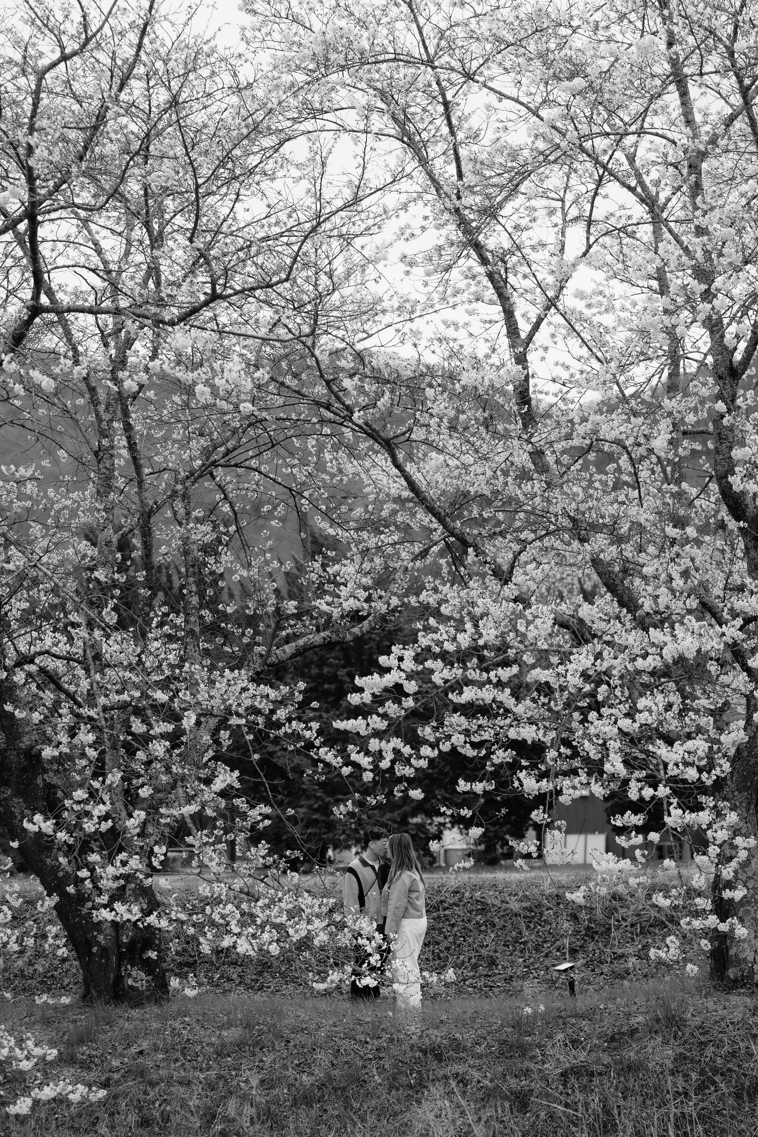 Black and white photo of a person standing among blooming cherry blossom trees in a serene park setting.