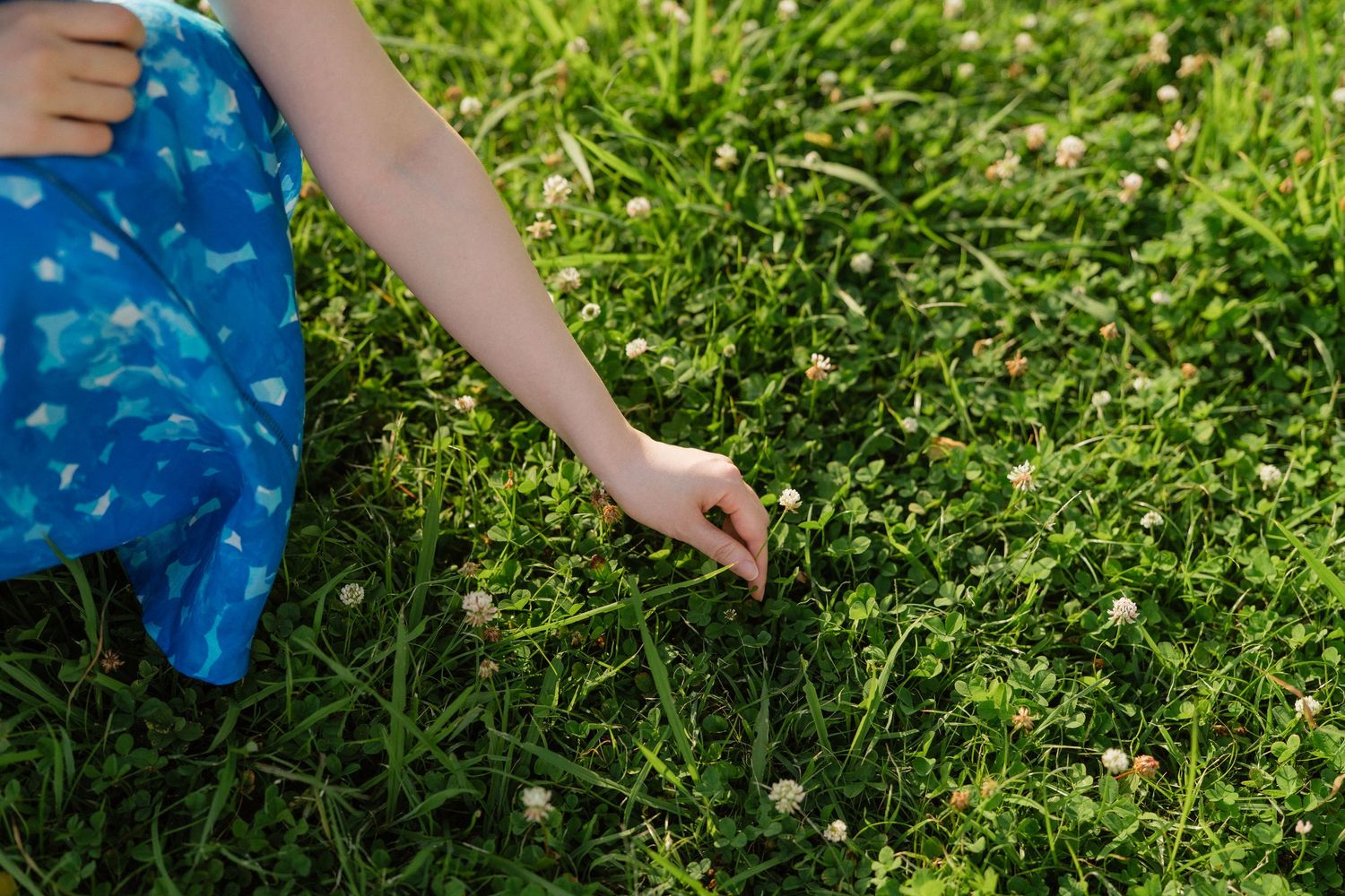 Child in blue dress picking clover flowers from lush green grass lawn on a sunny day.