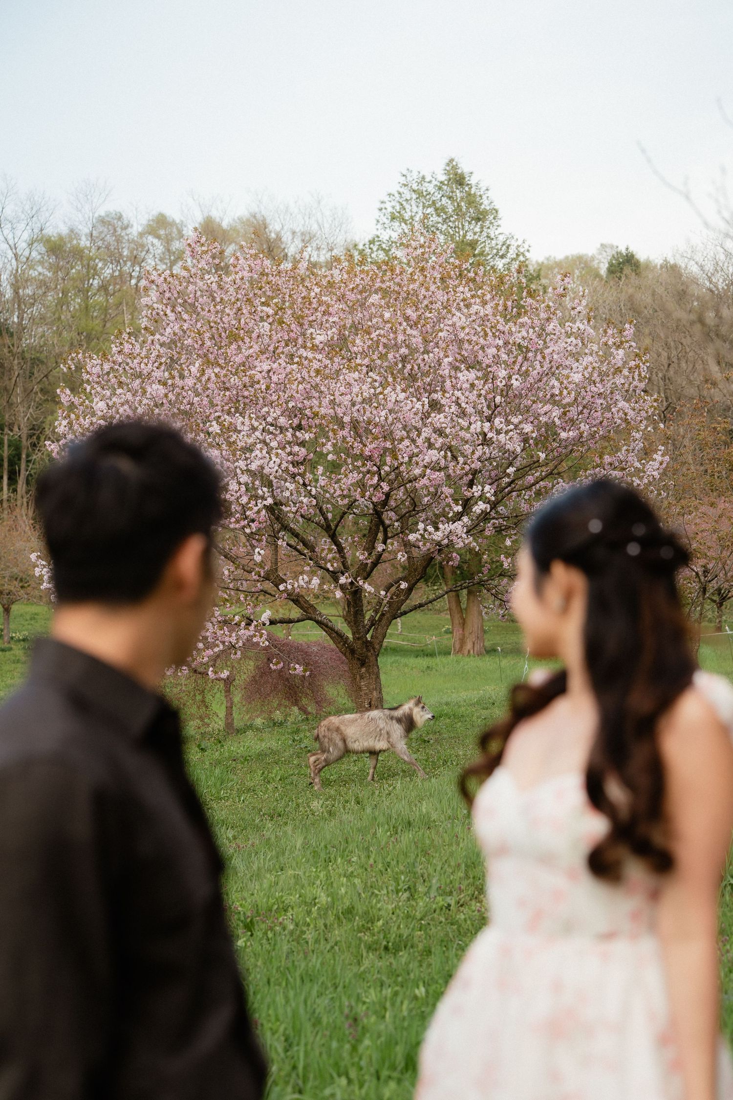 Couple in foreground gazing at a blooming pink cherry blossom tree with a dog running on green grass.