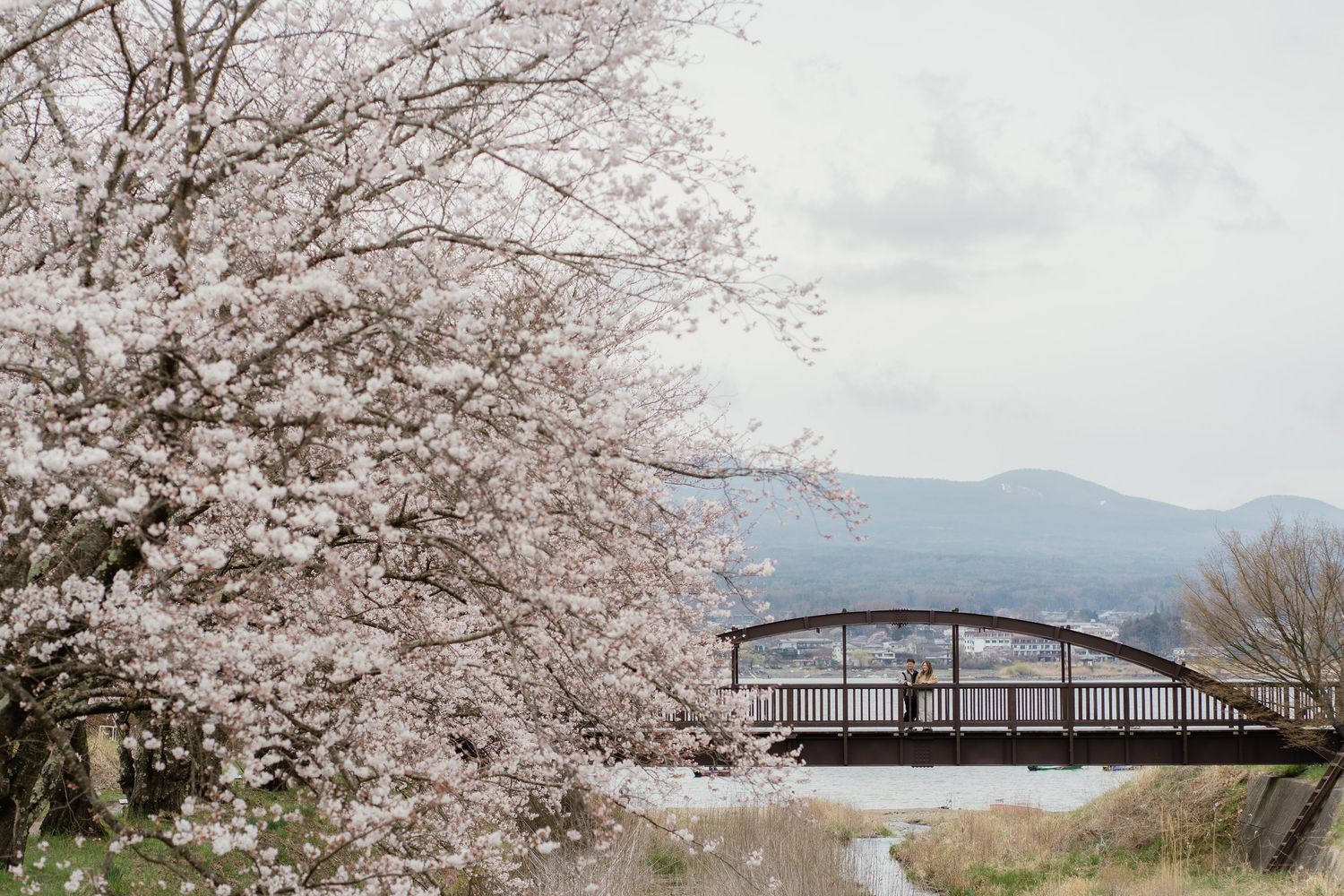 Cherry blossom trees bloom beside a serene river path with an arched bridge and misty mountains in the background.