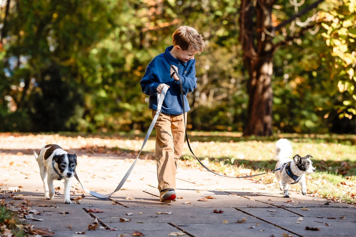 A young boy in a blue jacket walks two small dogs on leashes along a sunny paved path lined with autumn leaves and trees.