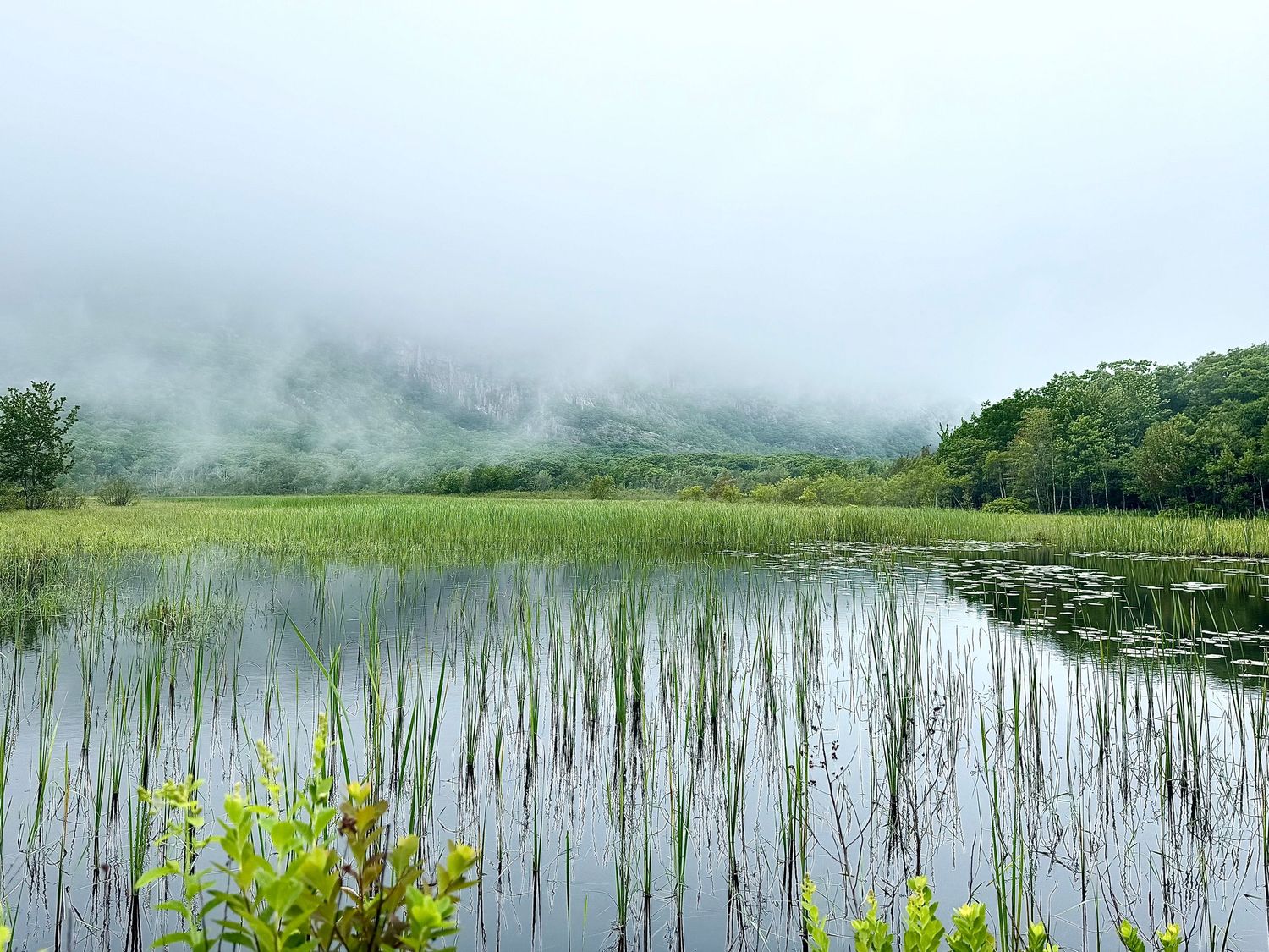 Misty green wetland marsh with fog rolling over tree-covered hills in background.
