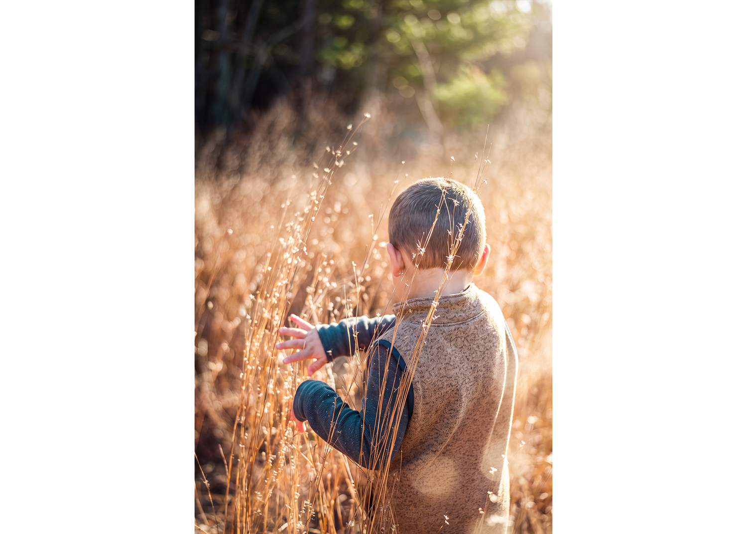 Young boy in beige sweater touching tall golden grass in a sunlit autumn meadow.